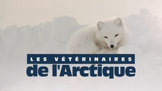 Vétérinaires de l'Arctique