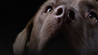 Animaux de compagnie : leur vie secrète