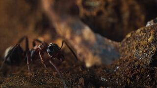 Les fourmis