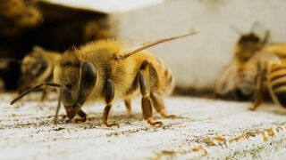 Charlie Bee Company