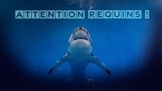 Attention requins !