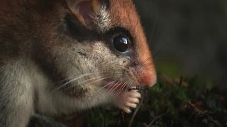 Avis de recherche : le super lérot de nos campagnes