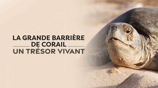 La grande barrière de corail : un trésor vivant