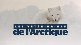 Vétérinaires de l'Arctique
