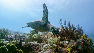 Le monde des océans