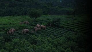 La marche des éléphants