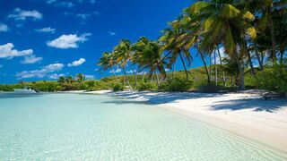 Caribbean Vibes