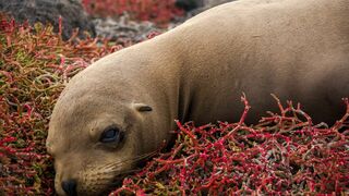 Les Galapagos