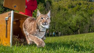Le retour fragile du lynx