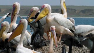 Le mystère de l'île aux pélicans
