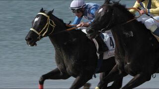 Des chevaux et des hommes