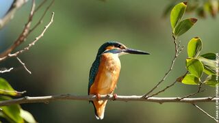 Le combat pour les oiseaux, dans le ciel d'Israël