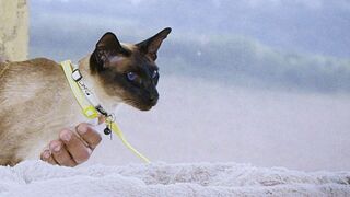 The Pet Show