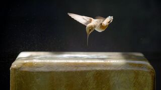 Terry Masear : la part du colibri