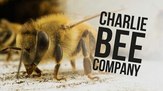 Charlie Bee Company