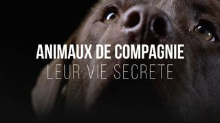 Animaux de compagnie : leur vie secrète