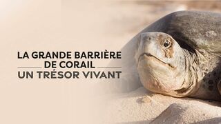 La grande barrière de corail : un trésor vivant