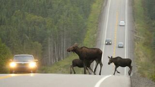 Les parcs nationaux canadiens