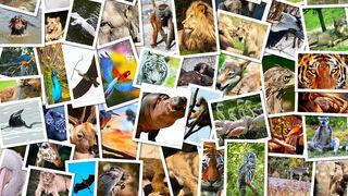 Refuges pour animaux sauvages