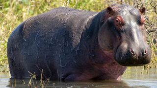 A la rencontre des hippopotames avec Steve Backshall