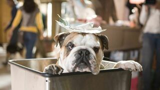 Palace pour chiens