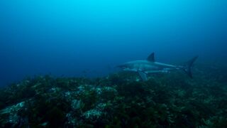 Sur la piste des requins : une exploration océanique
