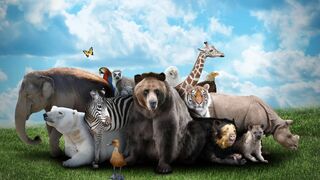 Les animaux et le sacré