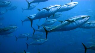 Méditerranée, l'odyssée pour la vie