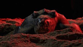Tortue luth, un long voyage