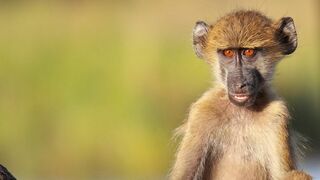 Refuges pour animaux sauvages