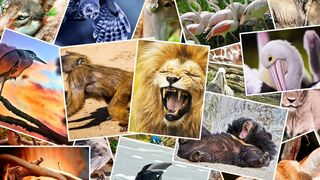 Animalis