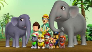 Le bébé éléphant / Des chatons qui sèment la pagaille