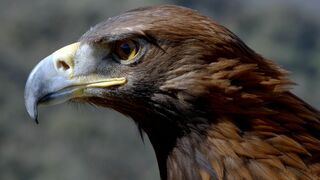 Menace sur le vautour