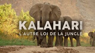 Kalahari l'autre loi de la jungle