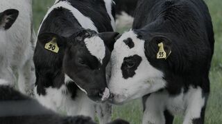 Milked, scandales dans l'industrie laitière