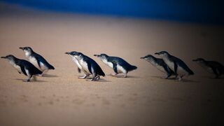 A la rencontre des manchots d'Australie