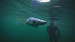 A la rencontre des requins avec Steve Backshall