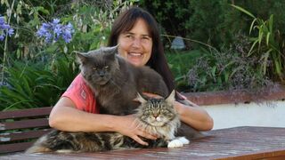 Cat Hospital