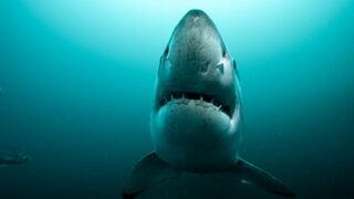 Sur la piste des requins : une exploration océanique