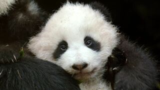 La vie secrète des pandas sauvages
