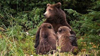L'odyssée des animaux
