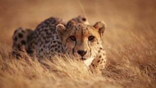 Refuges pour animaux sauvages
