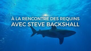 A la rencontre des requins avec Steve Backshall