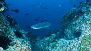A la rencontre des requins avec Steve Backshall