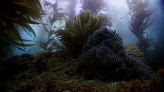 Kelp, I need somebody !