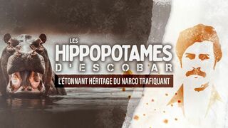 Les hippopotames d'Escobar