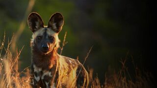 Au secours de la faune africaine