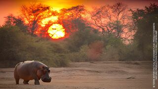 The hippo king