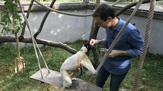 Une vie de bêtes