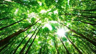 Nature sauvage des Philippines
